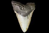 Bargain, Megalodon Tooth - North Carolina #83947-1